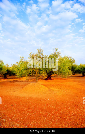 Olivenbaum-Felder in roter Erde und blauer Himmel in Mittelmeer Spanien Stockfoto