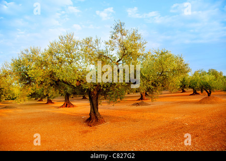 Olivenbaum-Felder in roter Erde und blauer Himmel in Mittelmeer Spanien Stockfoto