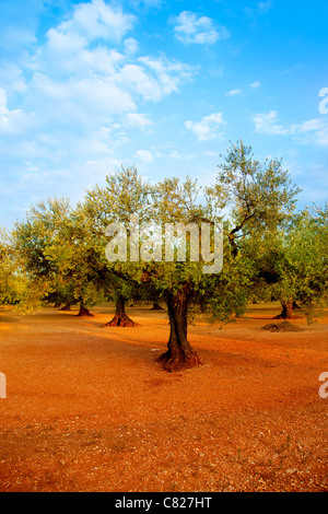 Olivenbaum-Felder in roter Erde und blauer Himmel in Mittelmeer Spanien Stockfoto