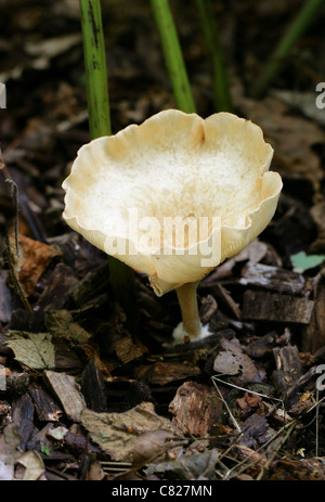 Gemeinsamen Trichter Pilz, Clitocybe Gibba, Tricholomataceae. Stockfoto