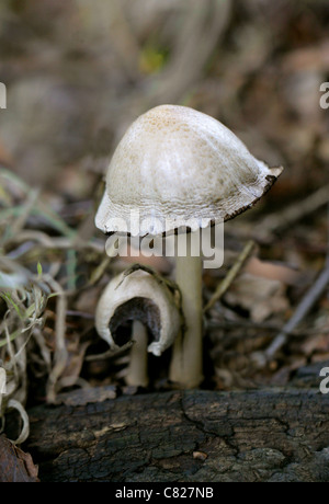 Gemeinsame Inkcap Pilz, Coprinopsis Atramentaria, Psathyrellaceae. Stockfoto