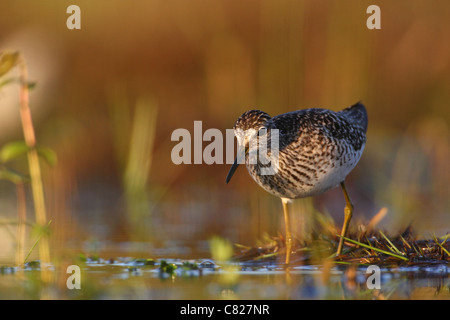 Bruchwasserläufer (Tringa Glareola) auf der Suche nach Nahrung. Stockfoto