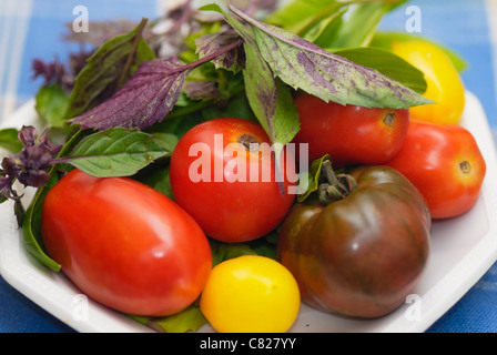 Gemischte Tomatensorten und Basil Aristotle und regelmäßige große Blattgrün. Stockfoto