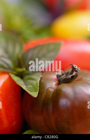 Gemischte Tomatensorten mit Basilikum Aristotle angeordnet. Stockfoto