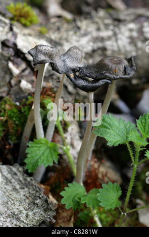 Hare'sfoot Inkcap, Coprinopsis Lagopus, Psathyrellaceae. Alten zerfließenden Exemplare. Stockfoto