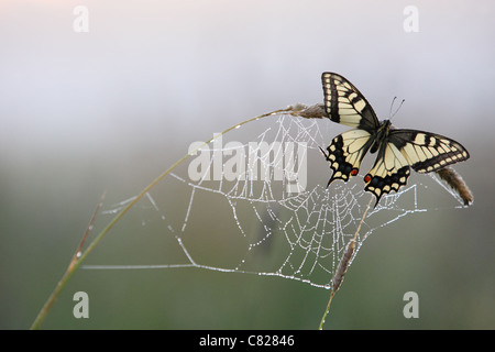 Schwalbenschwanz Schmetterling (Papilio Machaon) Schlafplatz auf einem Rasen-Stiel mit der Spinne Spinnennetz, von frühen Morgentau abgedeckt. Europa Stockfoto