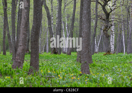 Reh (Capreolus Capreolus) in seinem Lebensraum gesehen neben der Eiche am Puise Wald, Naturpark Matsalu, Estland Stockfoto