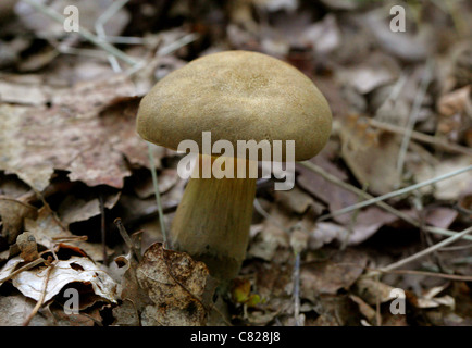 Wildleder Bolete, Boletus Subtomentosus (SY Boletus Lanatus), Boletaceae. Ein Wald Pilz. Stockfoto