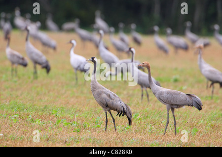 Herde der Kraniche (Grus Grus) im Feld auf der Suche nach Nahrung. Estland, Herbst. Stockfoto