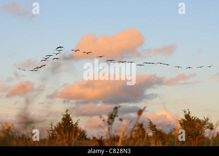 Herde der Kraniche (Grus Grus) nach der Schlafplatz Ort fliegen. Europa Stockfoto