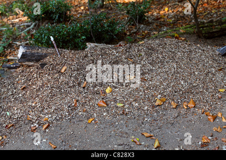 Holz Ameise Nest, Formica Rufa, Ameisen, Hautflügler. Burnham Beeches, Buckinghamshire. Stockfoto