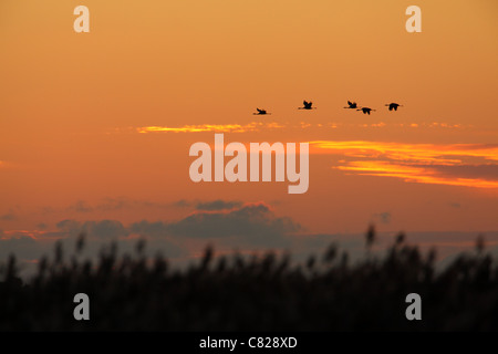 Kraniche (Grus Grus) in den Abendhimmel fliegen. Europa, Estland Stockfoto
