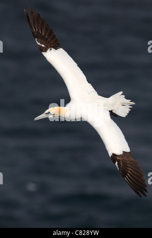 Basstölpel (Morus Bassanus) im Flug. Island Stockfoto