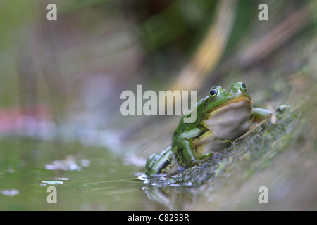 Waterfrog (Rana Esculenta). Europa Stockfoto