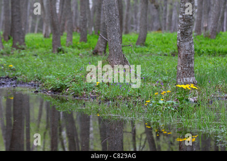 Puise Wald mit blühenden gelben Marsh Marigold (Caltha Palustris), Matsalu Naturpark, Estland Stockfoto