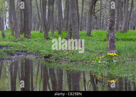 Puise Wald im Frühjahr mit blühenden gelben Marsh Marigold (Caltha Palustris), Matsalu Naturpark, Estland Stockfoto