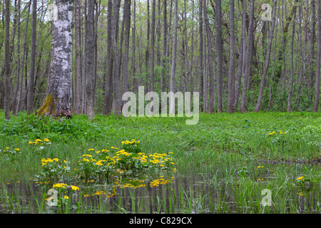 Blühende gelbe Marsh Marigold (Caltha Palustris) im Puise Wald, Naturpark Matsalu, Estland Stockfoto