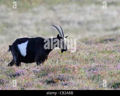 Lundy Island wilde Ziege (Capra Aegagrus Hircus) macht seinen Weg durch das Moor Heidekraut Stockfoto