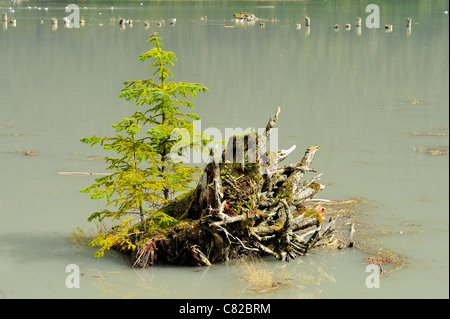 Immergrüne Bäume wachsen auf einem abgestorbenen Baum stumpf in den Gezeiten Kanal des Portland Canal bei Stewart British Columbia Canada. Stockfoto