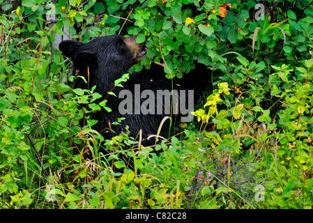 Ein junger schwarzer Bär Fütterung auf einige wilde Beeren. Stockfoto