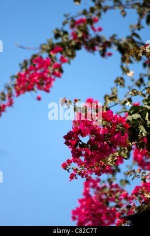 Blumen in Mdina, Malta Stockfoto