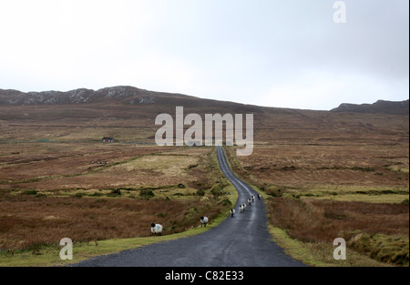 Schafe auf der Straße im ländlichen Irland Stockfoto