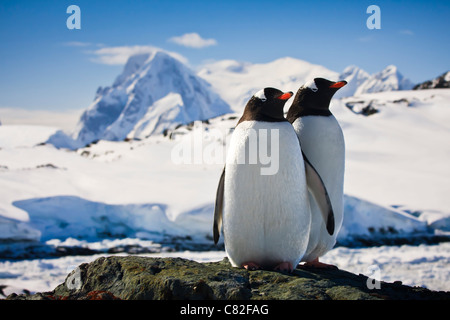 Zwei Pinguine träumen sitzt auf einem Felsen, Berge im Hintergrund Stockfoto