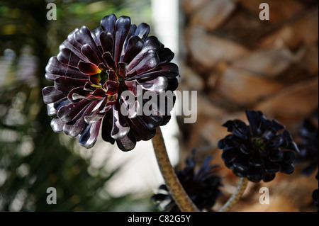 Aeonium Arboreum Pflanze Stockfoto