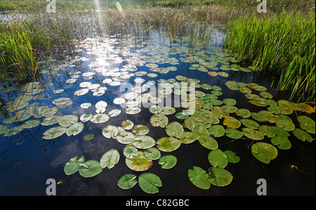 Die Blätter der Seerosen auf dem Wasser Stockfoto