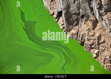 Cyanobakterien oder blaugrün-Algen, die an der Oberfläche eines langsamen Fluss-Flusses, im Sommer (Puy-de-Dôme - Frankreich) zu entwickeln. Stockfoto