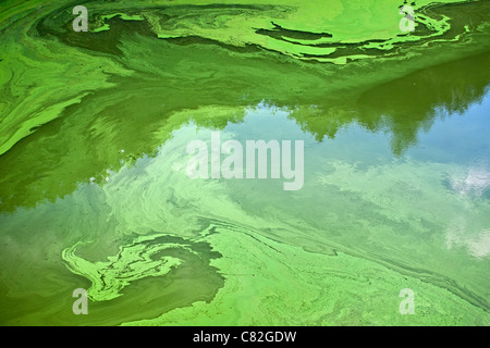 Cyanobakterien oder blaugrün-Algen, die an der Oberfläche eines langsamen Fluss-Flusses, im Sommer (Puy-de-Dôme - Frankreich) zu entwickeln. Stockfoto