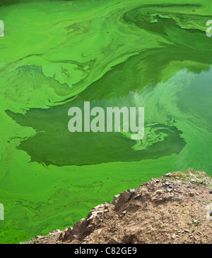 Cyanobakterien oder blaugrün-Algen, die an der Oberfläche eines langsamen Fluss-Flusses, im Sommer (Puy-de-Dôme - Frankreich) zu entwickeln. Stockfoto