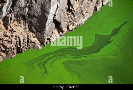 Cyanobakterien oder blaugrün-Algen, die an der Oberfläche eines langsamen Fluss-Flusses, im Sommer (Puy-de-Dôme - Frankreich) zu entwickeln. Stockfoto