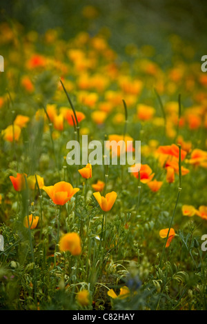 Mexican Gold Poppy in voller Blüte in Arizonas Wüste. Stockfoto