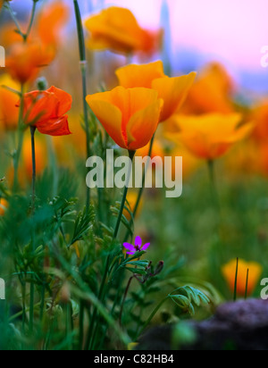 Mexican Gold Poppy in voller Blüte in Arizonas Wüste. Stockfoto