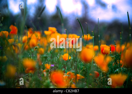 Mexican Gold Poppy in voller Blüte in Arizonas Wüste. Stockfoto