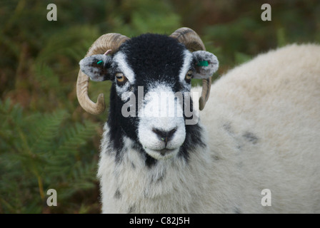 Swaledale Schafen auf North York Moors Stockfoto