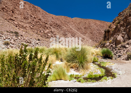 Flüsschen schlängelt sich durch das Rio Grande Tal, Atacamawüste, Chile Stockfoto