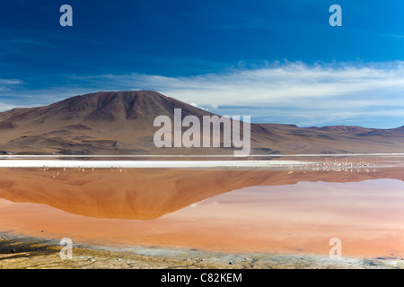 Die beeindruckende Laguna Colorada (rote Lagune) in den bolivianischen Altiplano Stockfoto