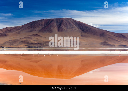 Die beeindruckende Laguna Colorada (rote Lagune) in den bolivianischen Altiplano Stockfoto