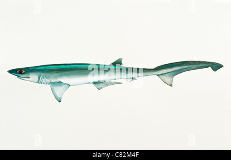 Scharfnasenhai Sevengill Shark Heptranchias Perlo, Hexanchidae Stockfoto