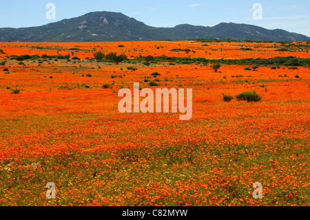 Tausende von afrikanischen Gänseblümchen Orange Blüte während der Blüte Frühjahrssaison, Namaqua Nationalparks, Namakwaland, Südafrika Stockfoto