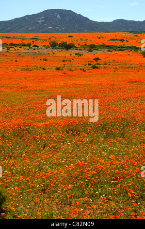 Tausende von afrikanischen Gänseblümchen Orange Blüte während der Blüte Frühjahrssaison, Namaqua Nationalparks, Namakwaland, Südafrika Stockfoto