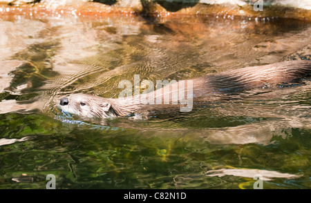 Europäische Otter (Lutra Lutra), auch bekannt als eurasische Fischotter, eurasische Fischotter, gemeinsame Otter und alten Welt otter Stockfoto