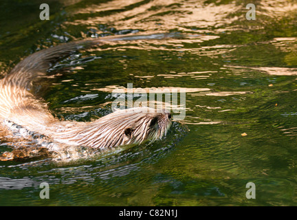 Europäische Otter (Lutra Lutra), auch bekannt als eurasische Fischotter, eurasische Fischotter, gemeinsame Otter und alten Welt otter Stockfoto