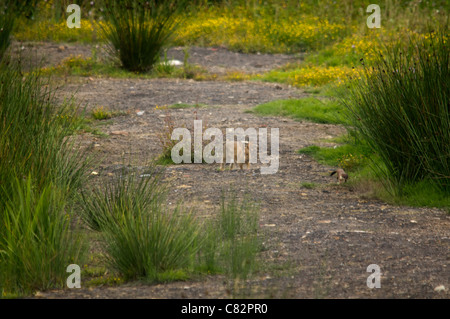 Hermelin und ein Kaninchen 2 von 5 Stockfoto