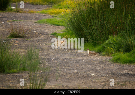 Hermelin und ein Kaninchen 4 von 5 Stockfoto