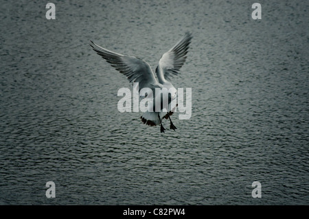 Black-Headed Gull Stockfoto