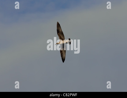 Black-Headed Gull Stockfoto