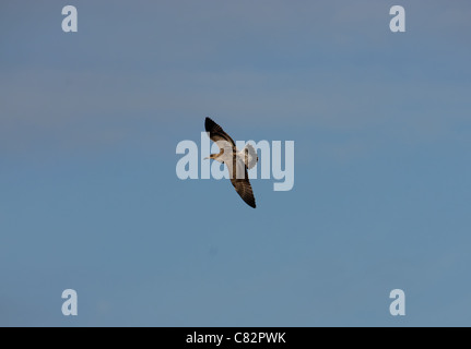 Black-Headed Gull Stockfoto